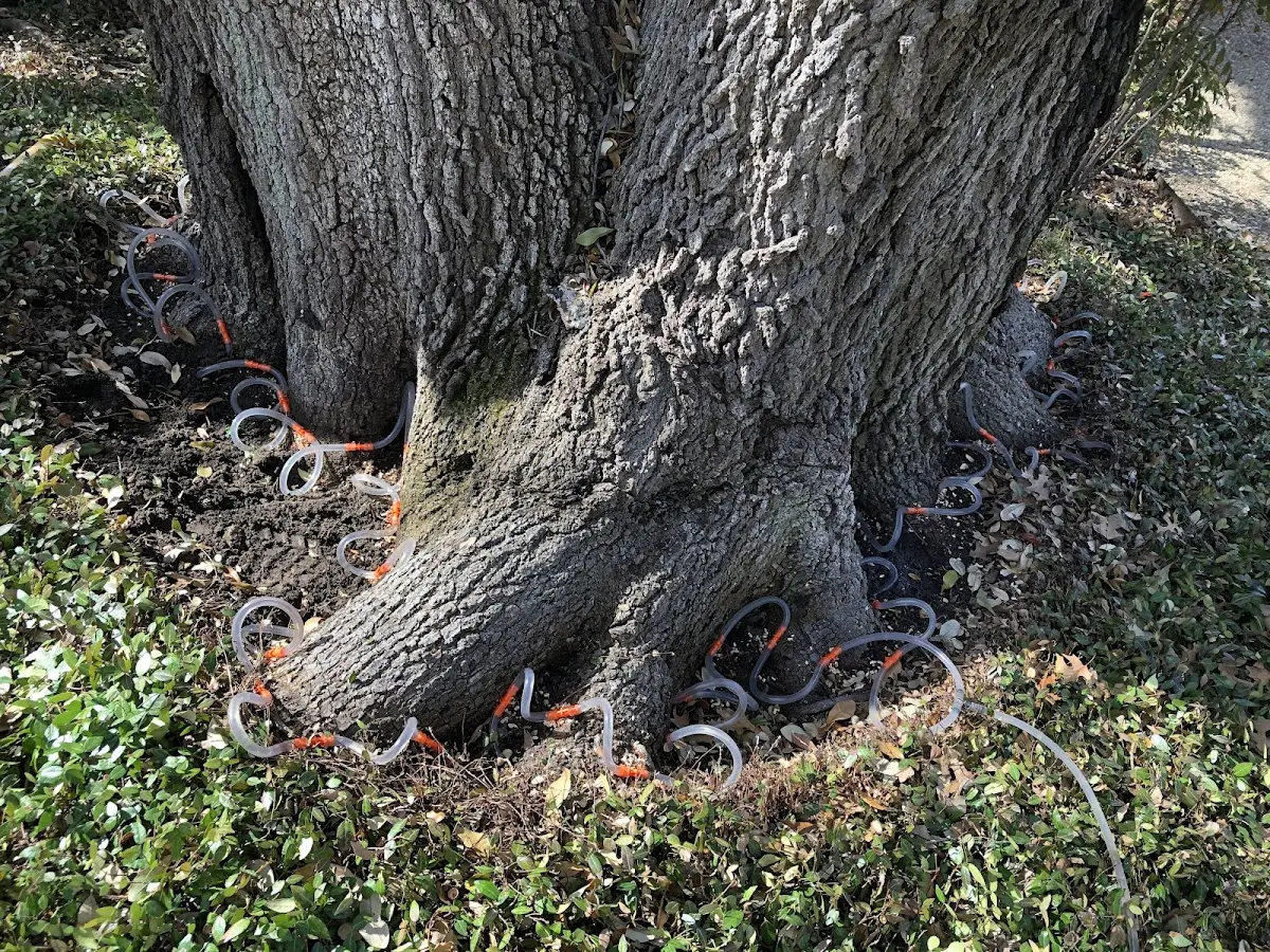 Detailed Tree Cabling and Bracing job site in Danforth
